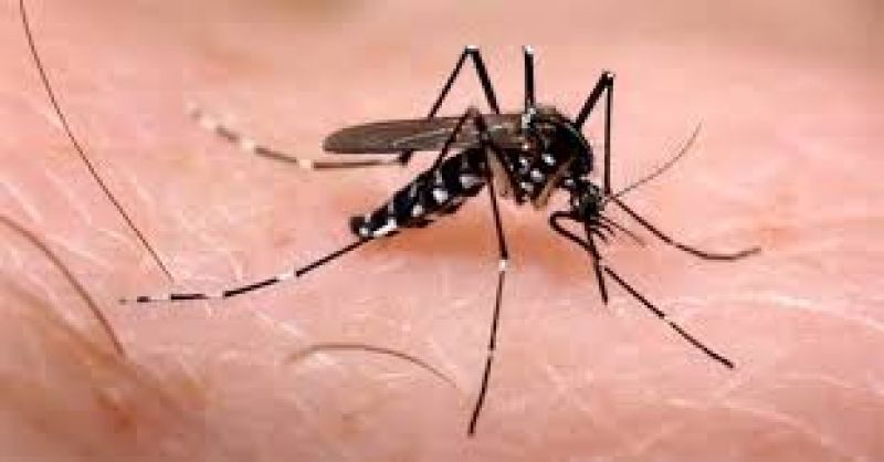 Zika vírus e chikungunya